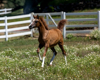 Becker0623_Foal13-8947