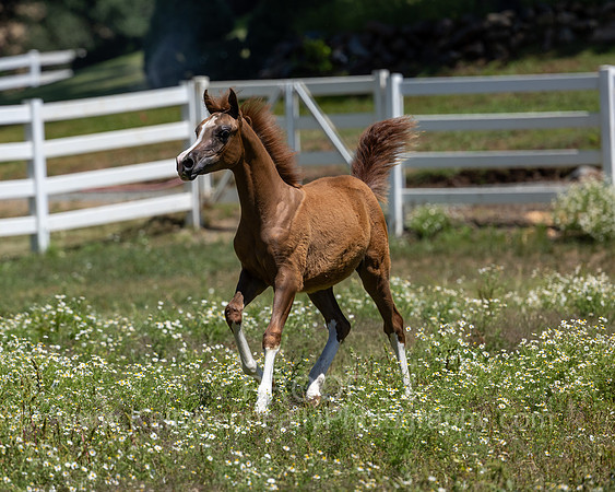 Becker0623_Foal13-8947