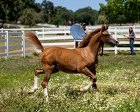 Becker0623_Foal13-8846