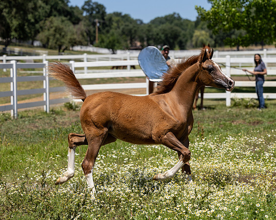 Becker0623_Foal13-8846