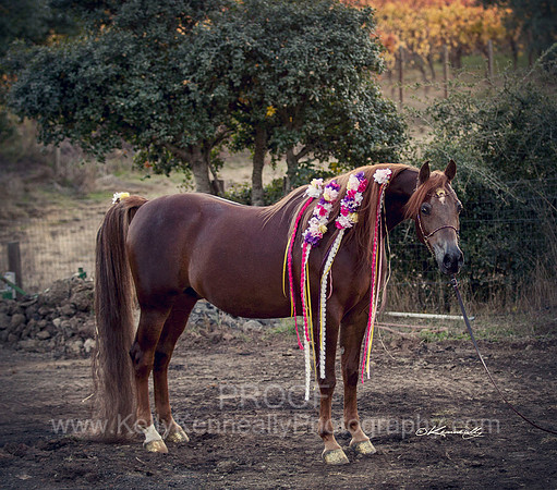 CorrineUnicorn_703