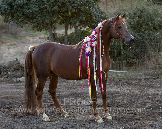 CorrineUnicorn_716