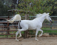 PCDonavanFall26_6424
