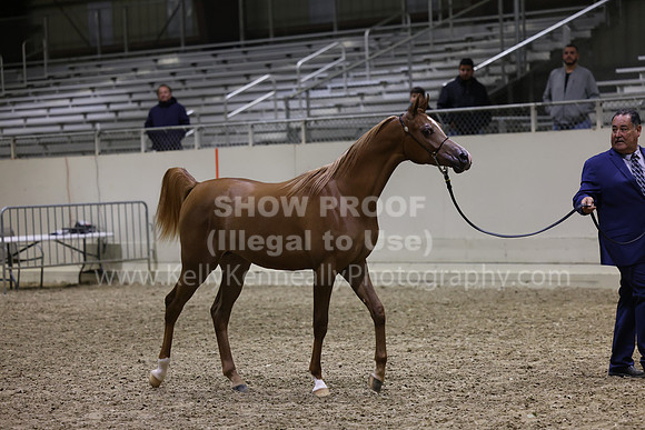 AHANC23_Wed_3131