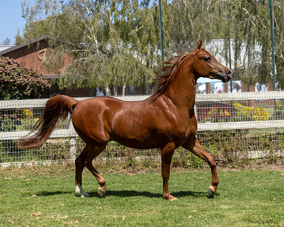 GatoDelSolJun23-3708