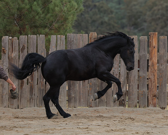 DutchFall26_2890