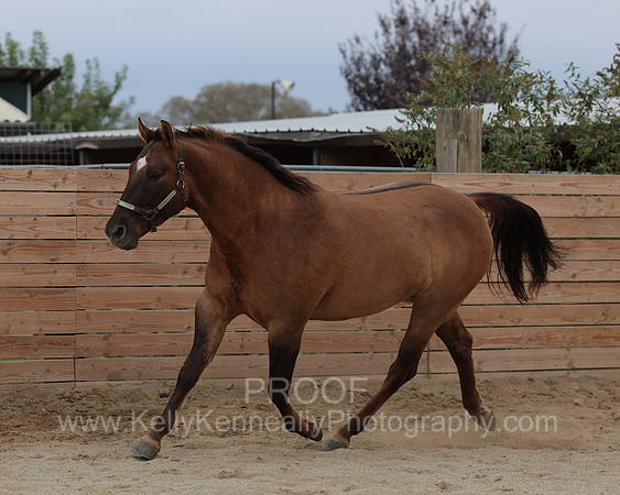 SamsonFall26_3809