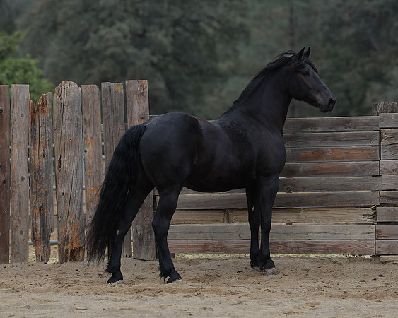 DutchFall26_2438
