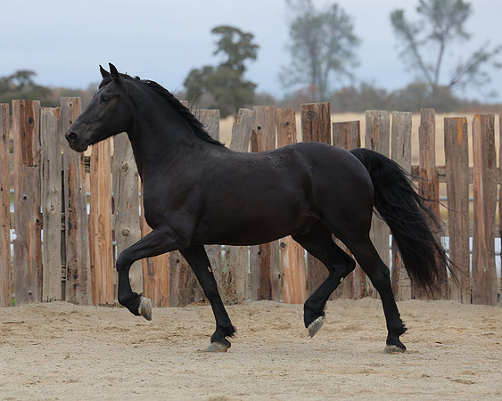 DutchFall26_2635