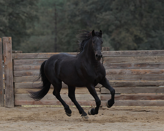DutchFall26_2917