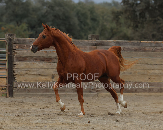 DocFall26_4451