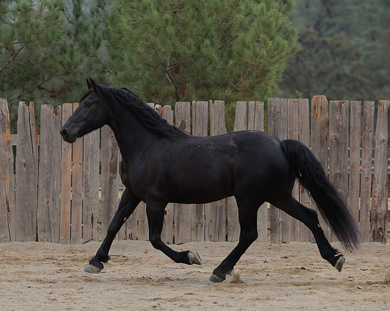 DutchFall26_3002
