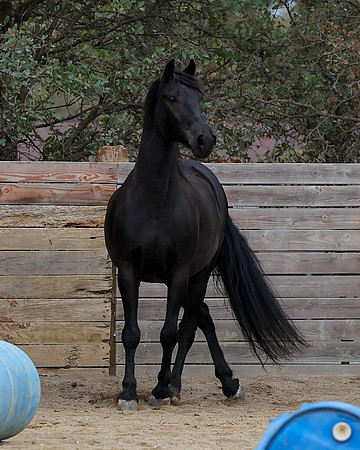 DutchFall26_2305