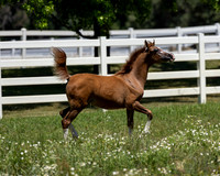 Becker0623_Foal13-8992