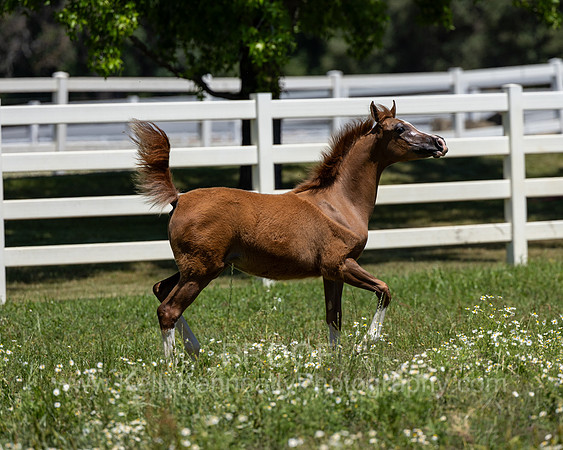 Becker0623_Foal13-8992