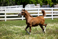 Becker0623_Foal13-9050