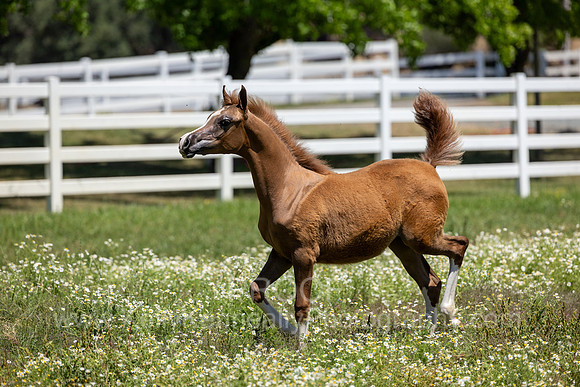 Becker0623_Foal13-9050