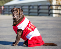ShermanRanchDogs2015_0847