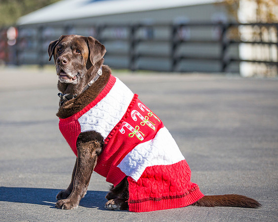 ShermanRanchDogs2015_0847