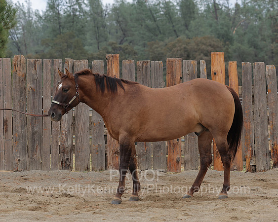 SamsonFall26_1594