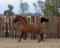 SamsonFall26_0453
