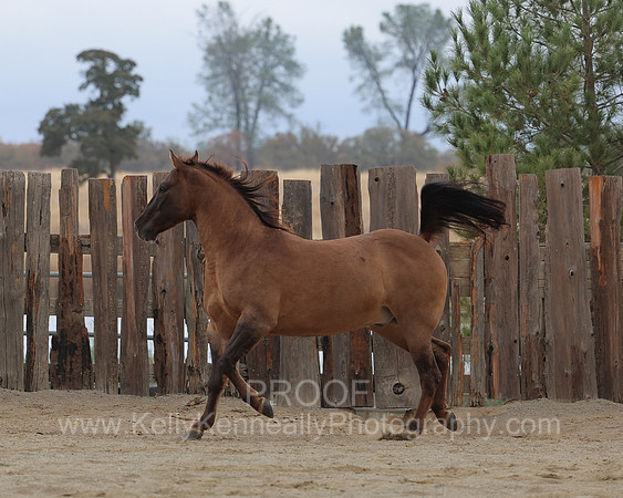SamsonFall26_0453