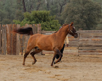 SamsonFall26_0074