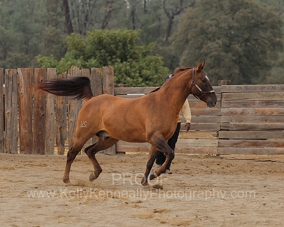 SamsonFall26_0074