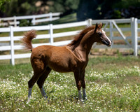 Becker0623_Foal13-9033