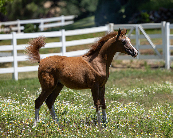 Becker0623_Foal13-9033