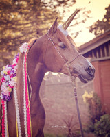 CorrineUnicorn_001