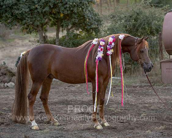 CorrineUnicorn_732