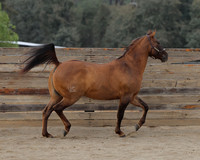 SamsonFall26_0112