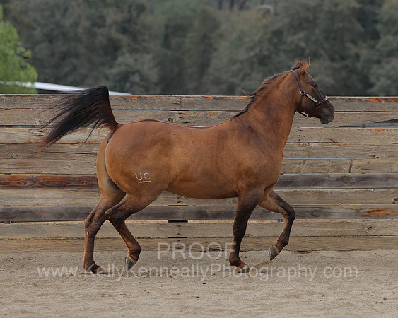 SamsonFall26_0112