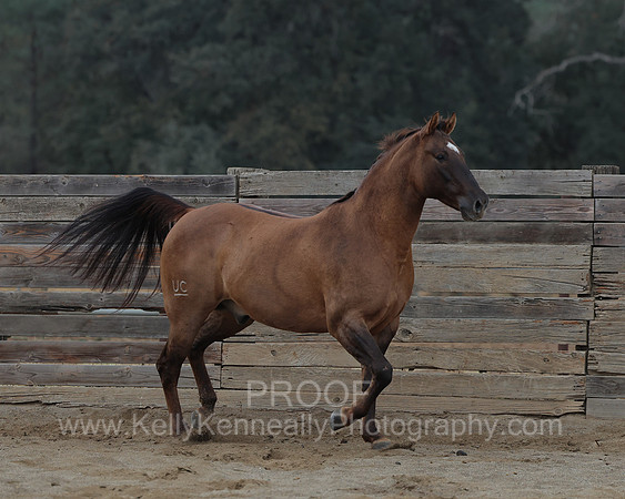 SamsonFall26_1488