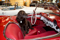 ShermanRanchDogs2015_0933
