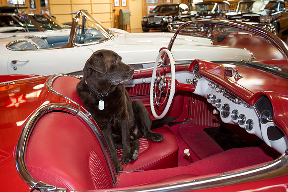 ShermanRanchDogs2015_0933