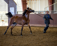 253 Arabian Yearling Filly Breeders Sweepstakes
