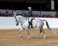 Class 64 Arabian Hunter Pl - JTR Choice/Elite