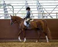 Class 49 A/HA/AA Walk-Trot Hunter Seat Equitation - 10 & Under