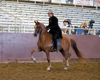 Class 9 Arabian Country English Pleasure - Jr Horse 5 Yrs & Under