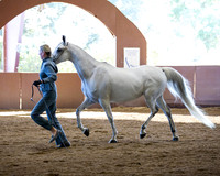 Class 87 Arabian Filly/Mare Breeding - 4 Yrs & Older ATH