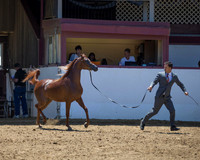 Class 208 Arabian Filly Breeding Championship - Two Years Old