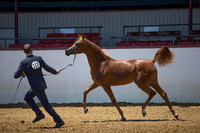 Class 204 Arabian Filly Breeding Championship - Yearlings