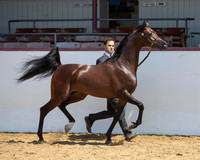 Class 19 - Arabian Colts/Stallions 3 & 4 Years Old