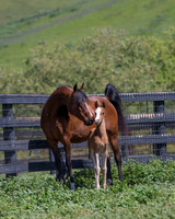 ChFilly_042016_185