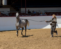 Class 17 - Arabian Colts/Stallions AOTH 2 & Over