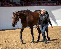 Class 14 - HA Fillies AOTH 2 & Over