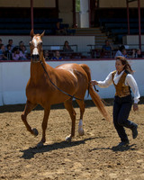Class 209 Arabian Gelding Championship - AOTH 2 & Over