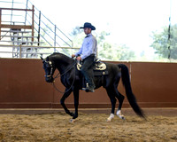 Class 58 Arabian Western Pleasure - Jr Horse 5 & Under